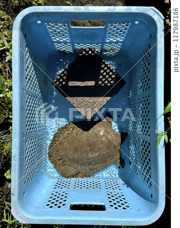 家の前の湧き水が流れる用水でスッポンの泥抜きをする 家の前の湧き水が流れる用水でスッポンの泥抜きをする 117987186