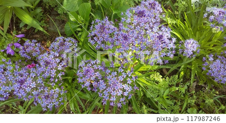 シラーベルビアナともいうオオツルボの青紫の花 シラーベルビアナともいうオオツルボの青紫の花 117987246