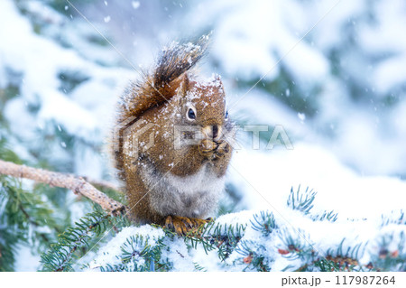 Cute American red squirrel is sitting on a spruce branch and eating nuts, it is snowing and cold. 117987264