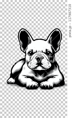フランスのフレンチ・ブルドッグのモノトーン画像。小型でフレンドリー