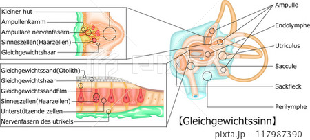 耳 平衡感覚 イラスト ドイツ語 耳 平衡感覚 イラスト ドイツ語 117987390