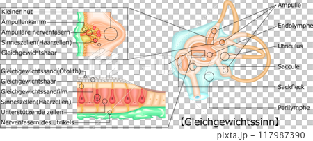 耳 平衡感覚 イラスト ドイツ語 耳 平衡感覚 イラスト ドイツ語 117987390