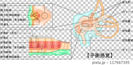 耳朵平衡感圖解日語 耳朵平衡感圖解日語 117987395