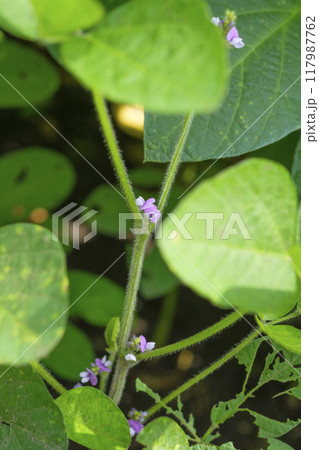 秋の畑の大豆の花 117987762
