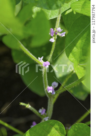 秋の畑の大豆の花 117987764