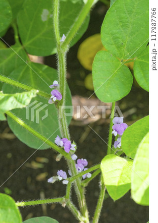 秋の畑の大豆の花 117987766