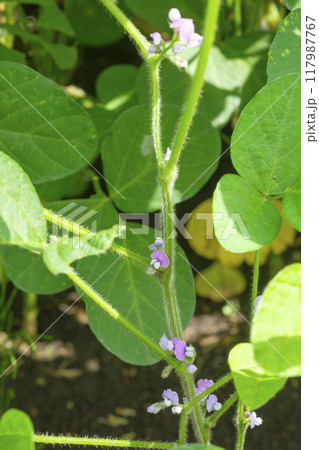 秋の畑の大豆の花 117987767