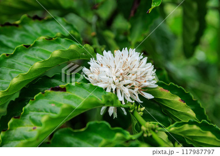 Coffee bean flowers blossom blooming on tree 117987797