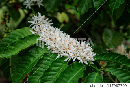 Coffee bean flowers blossom blooming on tree Coffee bean flowers blossom blooming on tree 117987799