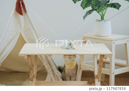 happy with cat concept with british cat play on camping table with camp and tropical tree and white background 117987858