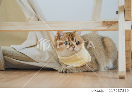 happy with cat concept with british cat play under camping table with camp and tropical tree and white background happy with cat concept with british cat play under camping table with camp and tropical tree and white background 117987859