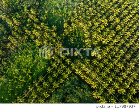 Top view of coconut trees field 117987937