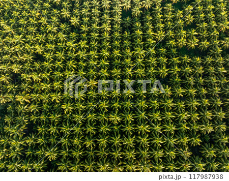 Top view of coconut trees field 117987938
