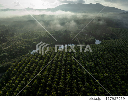 Aerial view of coconut tree field in the sunrise Aerial view of coconut tree field in the sunrise 117987939