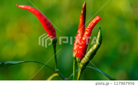 Chilli pepper plants in growth at vegetable garden Chilli pepper plants in growth at vegetable garden 117987956