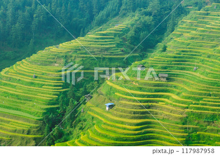 Beautiful terrace rice field with small houses in China 117987958