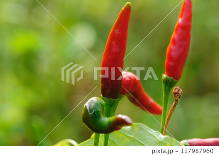 Chilli pepper plants in growth at vegetable garden Chilli pepper plants in growth at vegetable garden 117987960