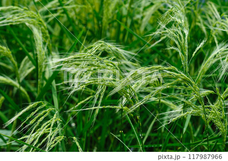 Flowering rice plant growing in the field Flowering rice plant growing in the field 117987966