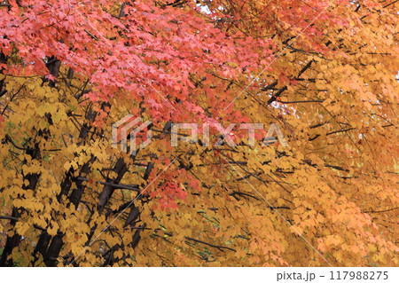 草津の紅葉 草津の紅葉 117988275