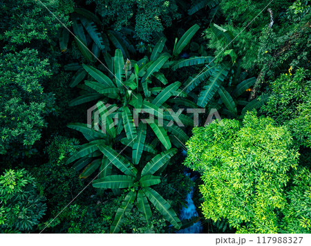 Aerial view of beautiful tropical forest mountain landscape in summer Aerial view of beautiful tropical forest mountain landscape in summer 117988327
