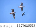 青空とカモメ 117988552