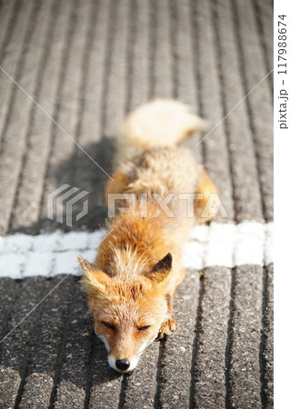 知床のキツネ 知床のキツネ 117988674