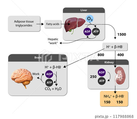 Ketogenesis transforms fats and some amino acids into ketone bodies, providing an alternative fuel source, crucial during fasting or low-carb diets, 2d 117988868