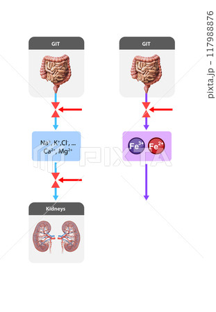 regulation of mineral and ion absorption Na , K , Cl , Ca , Mg and iron Fe , Fe in the gastrointestinal tract GIT and kidneys, highlighting inhibitory mechanisms that control their uptake. 2d graphic 117988876