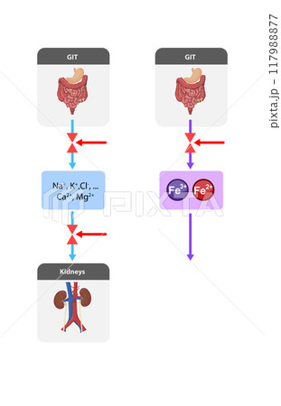regulation of mineral and ion absorption Na , K , Cl , Ca , Mg and iron Fe , Fe in the gastrointestinal tract GIT and kidneys, highlighting inhibitory mechanisms that control their uptake. 2d graphic 117988877