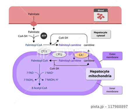 Ketogenesis transforms fats and some amino acids into ketone bodies, providing an alternative fuel source, crucial during fasting or low-carb diets, 2d 117988897