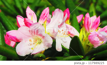 埼玉県川口市の川口西公園（リリアパーク）のシャクナゲの花の風景 117989225