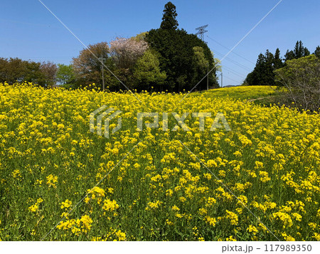 菜の花畑の写真 117989350