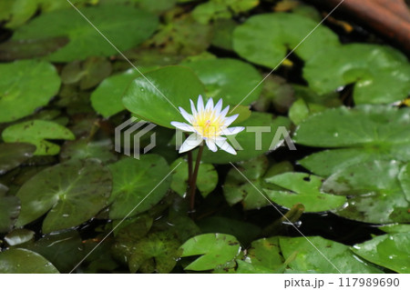 白色のスイレンの花 白色のスイレンの花 117989690