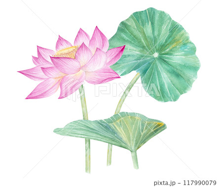 Lotus flowers,leaves,seeds. Hand drawn watercolor illustration of pink water lily,green leaves and seeds.Botanical drawing.Set with lotuses for design. 117990079