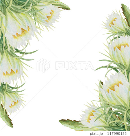 Watercolor illustration frame of pitahaya halves and pitahaya flowers. Botanical composition frame of pitahaya flowers for vegetarian exotic food design 117990123