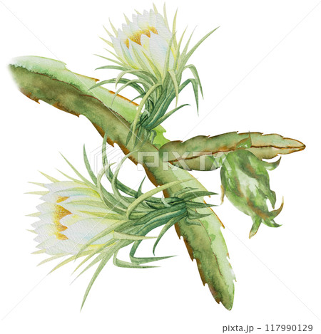 Watercolor illustration with pitahaya cactus, dragon fruit, pitahaya, flowers. Hand drawn watercolor illustration of pitahaya branch for fabric design, cover, tropical wallpaper. 117990129