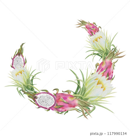 Watercolor illustration frame of red dragon fruit, pitahaya halves and pitahaya flowers. Botanical composition frame of pitahaya pieces and flowers for vegetarian exotic food design 117990134