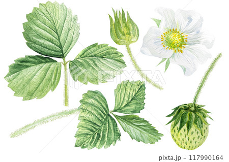 Watercolor illustration, set of strawberry leaves and flowers, hand drawn Watercolor illustration, set of strawberry leaves and flowers, hand drawn 117990164