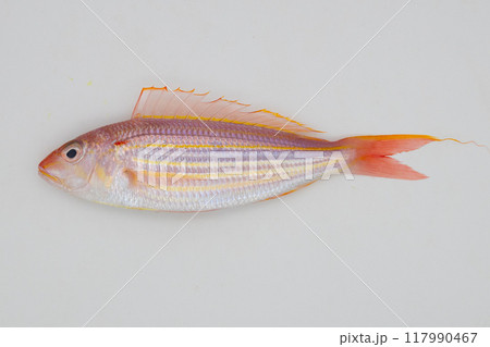 イトヨリ　白背景と一匹のいとより 117990467