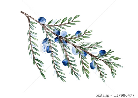 Juniper twig and berries watercolor illustration isolated on white. Greenery coniferous in soft colors hand drawn. Delicate evergreen branch in botanical sketch for label gin, nature foliage design. 117990477