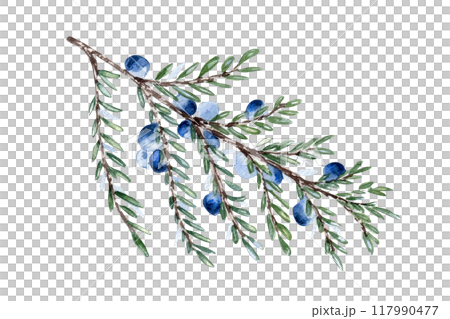 Juniper twig and berries watercolor illustration isolated on white. Greenery coniferous in soft colors hand drawn. Delicate evergreen branch in botanical sketch for label gin, nature foliage design. 117990477