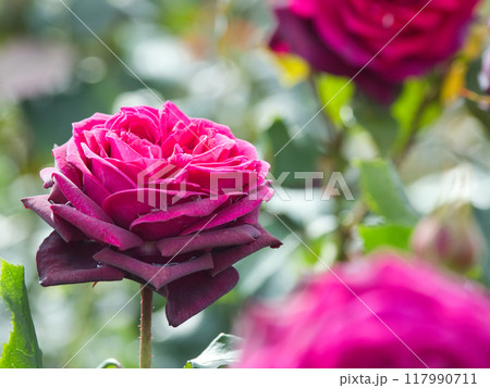 紫色のバラ 紫色のバラ 117990711