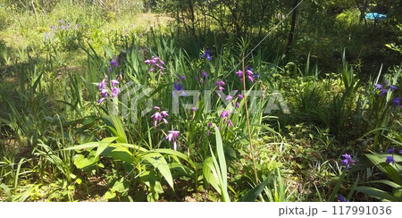こじま公園でアヤメを取り囲んで咲くシランの花 こじま公園でアヤメを取り囲んで咲くシランの花 117991036