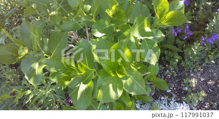 これから奇麗な花が咲く紫陽花の木 これから奇麗な花が咲く紫陽花の木 117991037