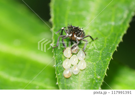 クサギカメムシの幼虫 117991391