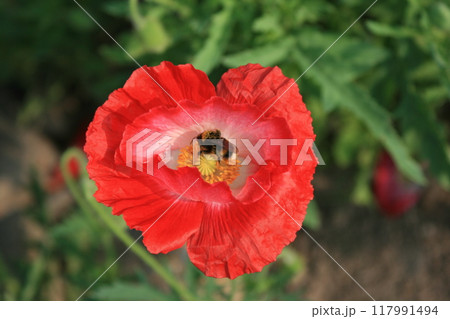 赤いポピーの花粉を探す蜂 117991494