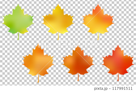 Seasonal changes in the color of maple leaves Seasonal changes in the color of maple leaves 117991511