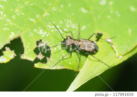 トウキョウヒメハンミョウ トウキョウヒメハンミョウ 117991650