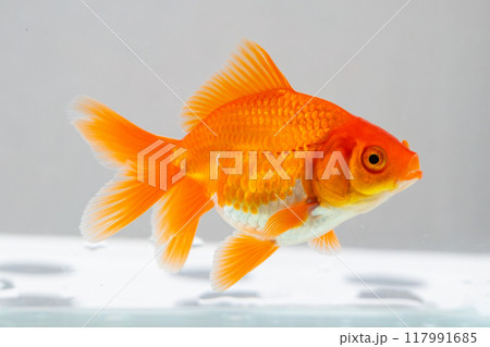 Oranda goldfish in aquarium fish tank close up 117991685