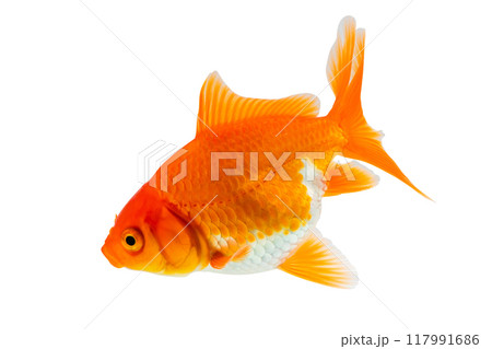 Oranda goldfish isolated on white background close up 117991686